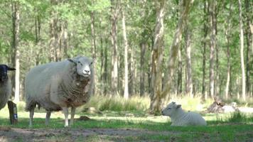 ovelha mastigando a comida enquanto olha para a câmera