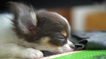 kleine Chihuahua ruhen und schlafen auf dem Boden. video