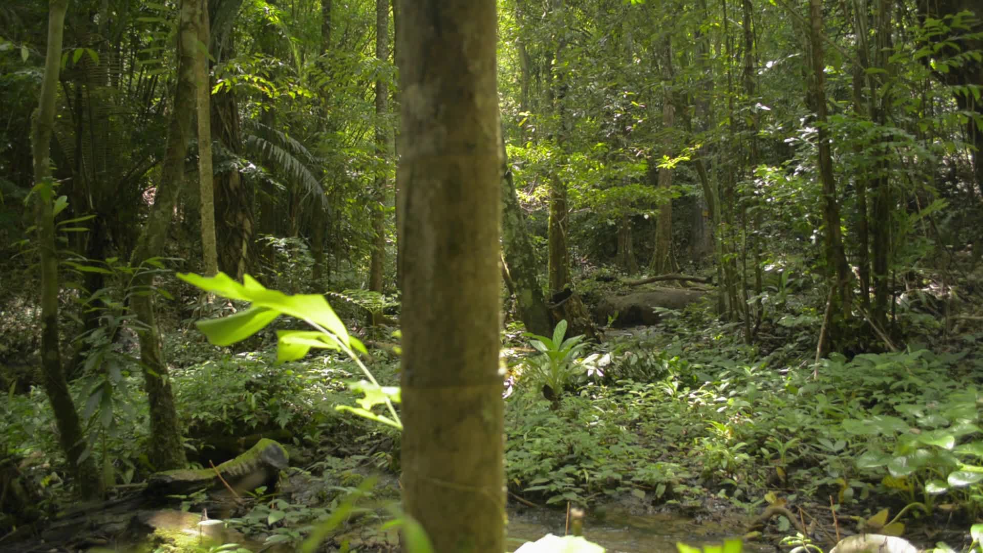 Scenery of A Stream Among Green Plants in The Jungle 2017366 Stock