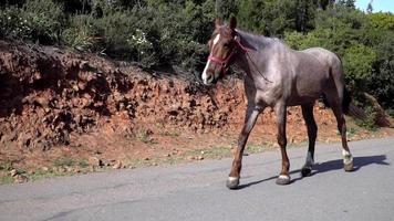 Brown Colored Old Horse is Walking video