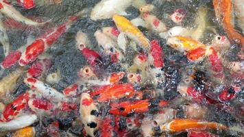 Koi Fish in The Pond video