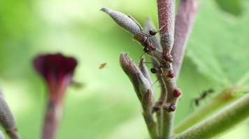 muchas hormigas negras se alimentan de las flores. video