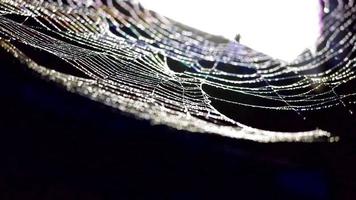 regendruppels op een spinnenweb