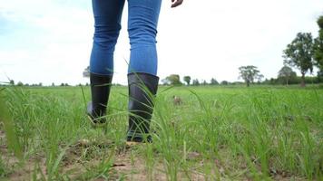 costas do agricultor vão com botas de borracha em um campo verde video