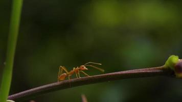 Red ants are climbing a branch. video