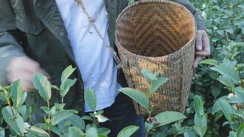Man Harvests Green Tea video