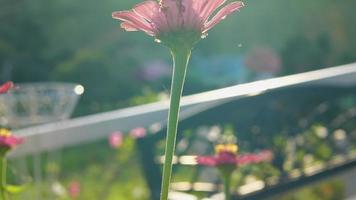 flor de zinnia con luz solar en la mañana video