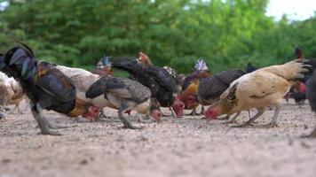 pollos de corral en una granja. video