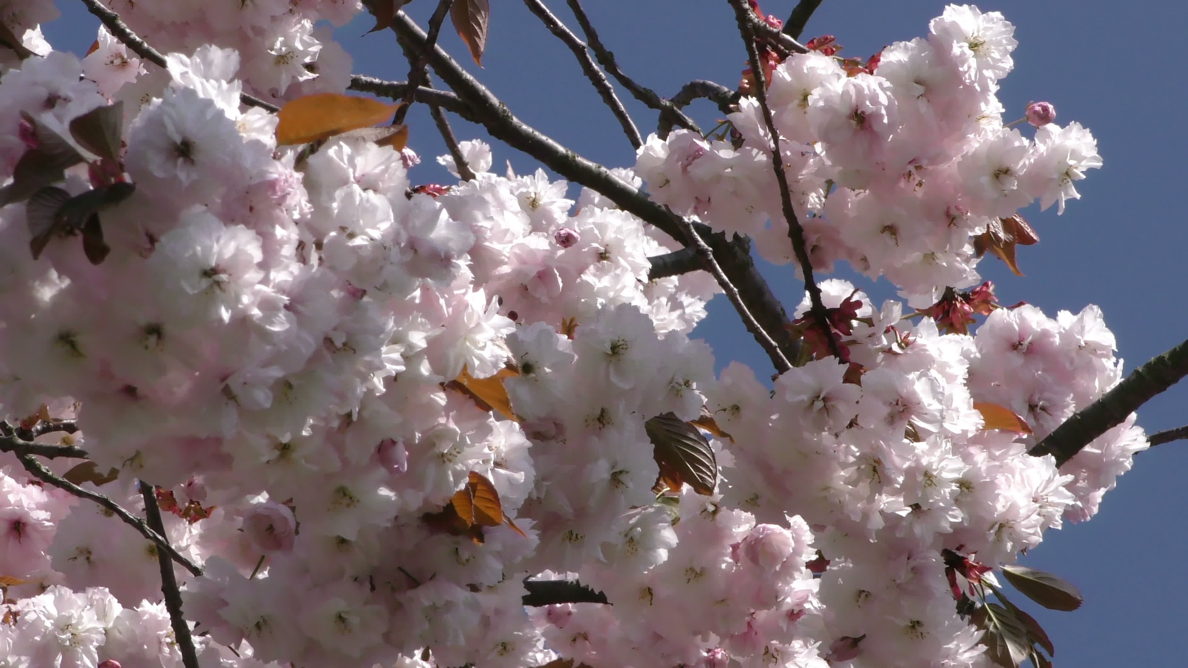 Peach Blossom Stock Video Footage for Free Download