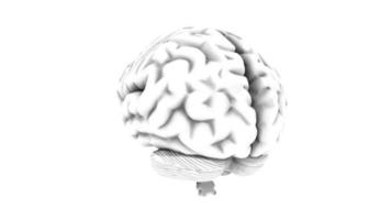 een menselijk brein op een witte achtergrond video