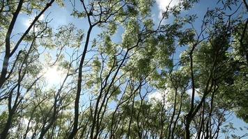 les feuilles et les branches des arbres se déplacent avec la brise video