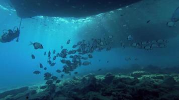 Sea Breams or Diplodus Annularis video