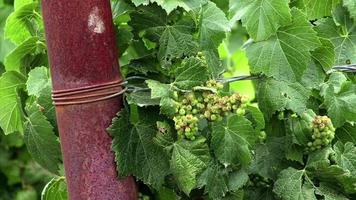 groene druiven aan de wijnstok in de wind video