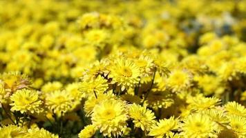 fleur de chrysanthème jaune aux beaux jours. video