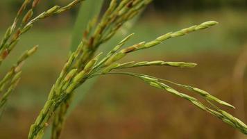 espigas de arroz video