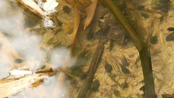 Frog Tadpoles in Pond video