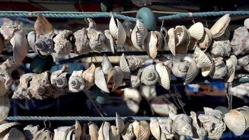 Close Up Shot Of Rope Hanged Shells video