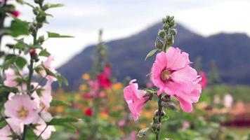 champ de fleurs roses et la brise