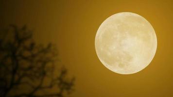 pleine lune dans la nuit noire video