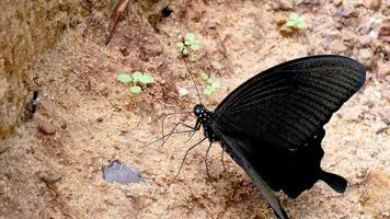 grande borboleta preta pousou na areia