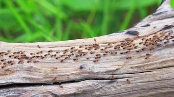 la colonia de hormigas está migrando. video