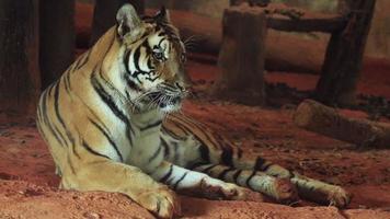 Tiger Stock Video Footage for Free Download Tiger Stock Video Footage for Free Download