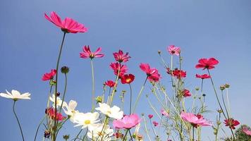 fleurs blanches de cosmos roses et violets. video