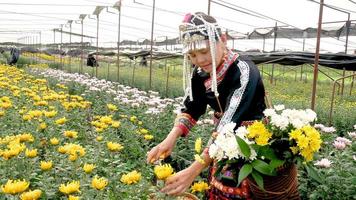 mulher asiática da tribo da colina está trabalhando em uma fazenda de flores para coletar produtos.