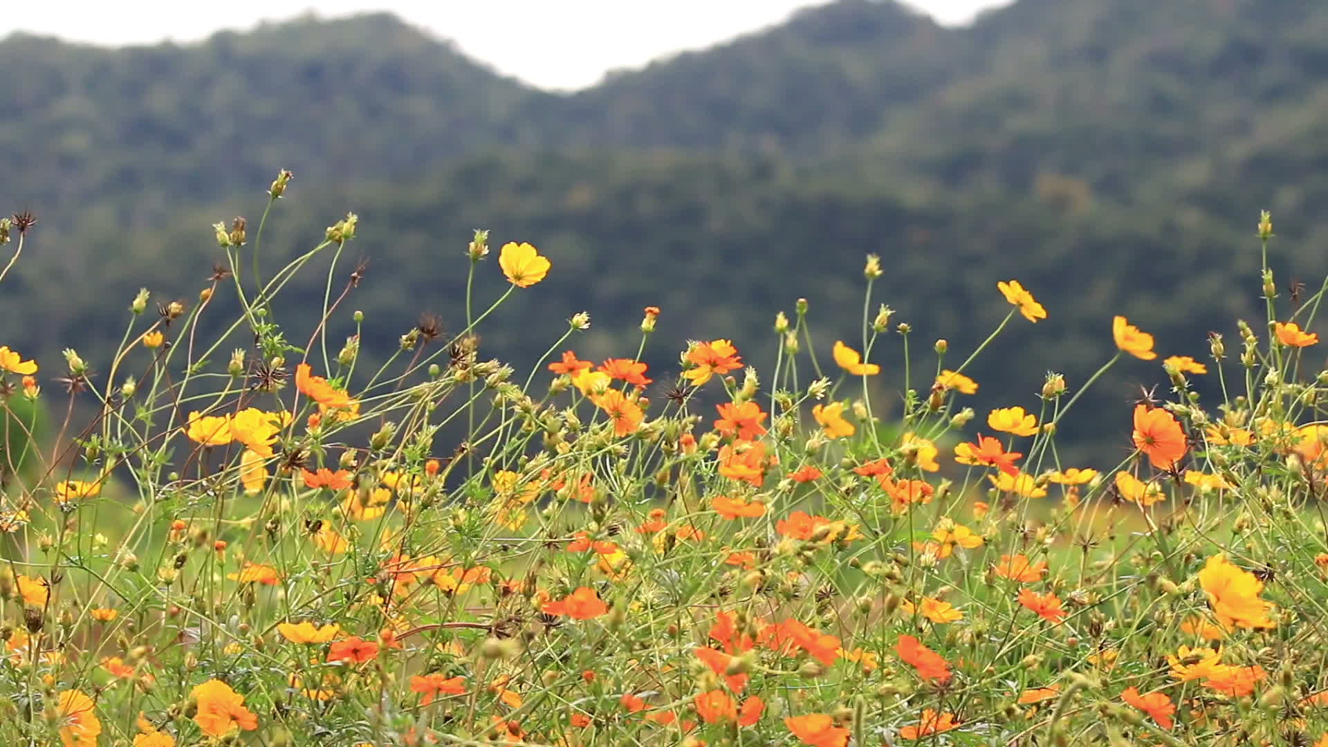 Orange and Yellow Cosmos Flowers Swaying in The Breeze 2018531 Stock