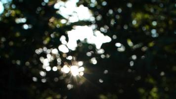 llamarada del sol a través de las hojas borrosas del árbol video