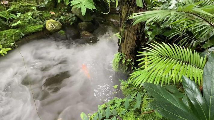 霧氣影片