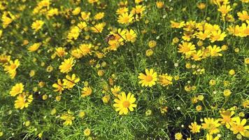 Yellow Daisies in A Garden  video