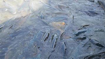 School of fish is vying for bait and food