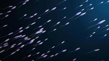 Spermien schwimmen vor einem dunkelblauen Hintergrund video