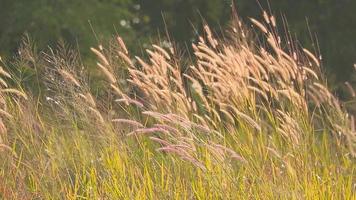 flores de hierba marrón balanceándose con el viento en el campo video