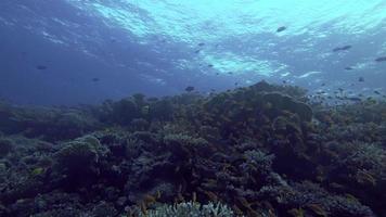 Een school anthiasvissen zwemmen onder de zee video