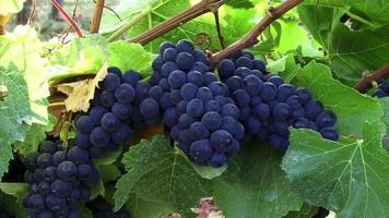 Plump Ripe Grapes On The Vine video