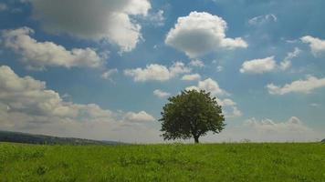 Tree In The Green Meadow In Lessinia video
