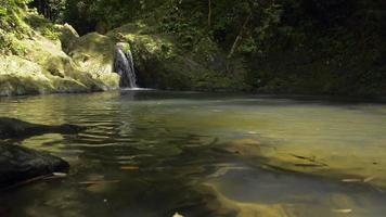 cascada que fluye sobre rocas a través de plantas verdes video