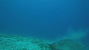 Green Turtle is Eating Seaweed video