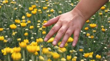 Mujer joven corriendo sus manos a través del campo de flores