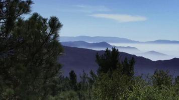 Pins dans les montagnes brumeuses de la Californie video