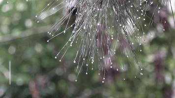 Pine Needles and Snow Flakes in Slow Motion video