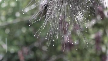 dennennaalden en sneeuwvlokken in slow motion video