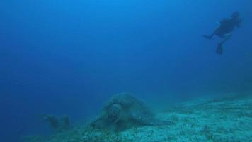 een groene zeeschildpad voedt zich in de zeebodem video