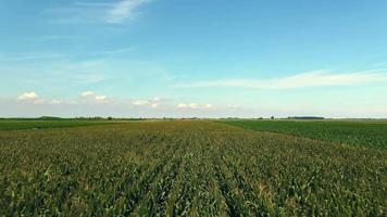 Rows Of Corn Aerial video