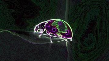 gloeiende neon lieveheersbeestje lus video