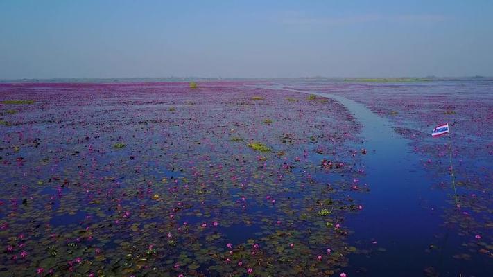 蓮花影片