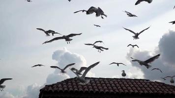gaivotas voando em câmera lenta para o céu