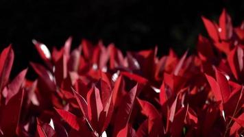 hojas rojas de un arbusto en cámara lenta